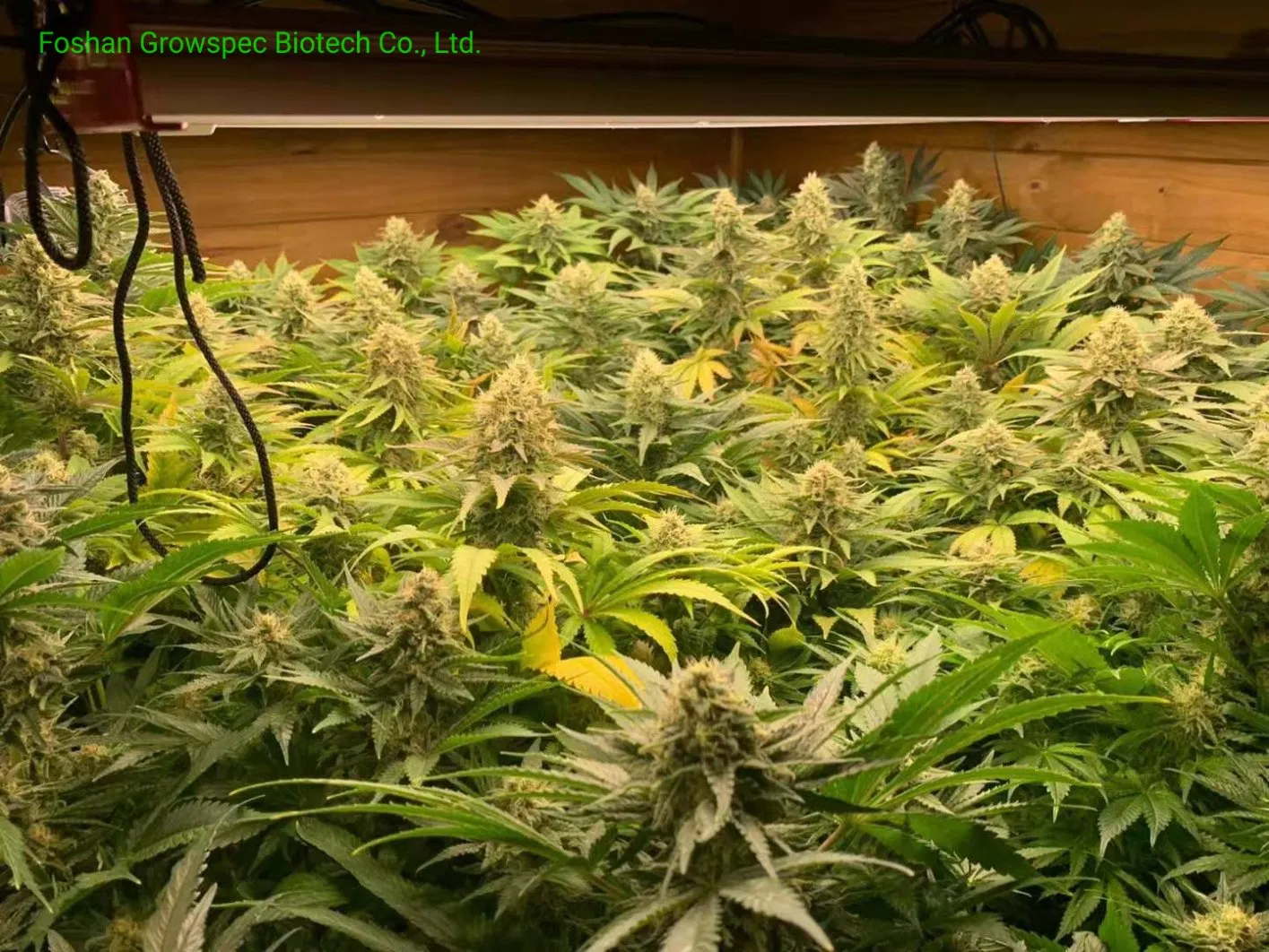 1000W High Power LED Grow Lights for Cannabi S Grow