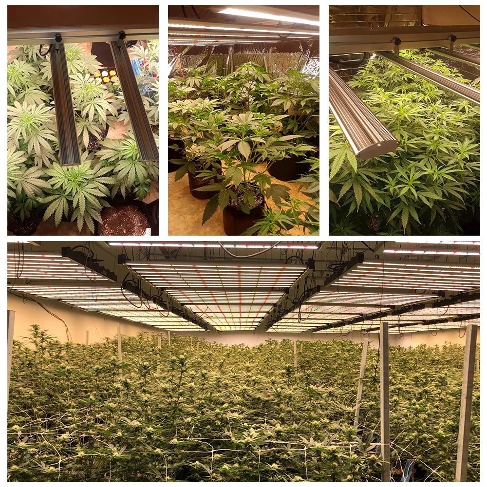 2.8umol Full Spectrum Grow Lamp for Farm Plant Growing Hydroponic Growth 480W 600W 660W 800W Ultraviolet Foldable Dimmable LED Grow Light for Hemp