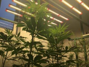 Enlightening Growth: Mimicking Natural Sunlight with LED Grow Lights for Optimal Photosynthesis