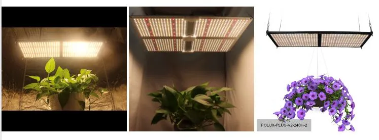 240W LED Grow Light Using Newest Sundopt Lm301b for Indoor Plants Growing Flower Stage Seeds Vegetative Stage Germination