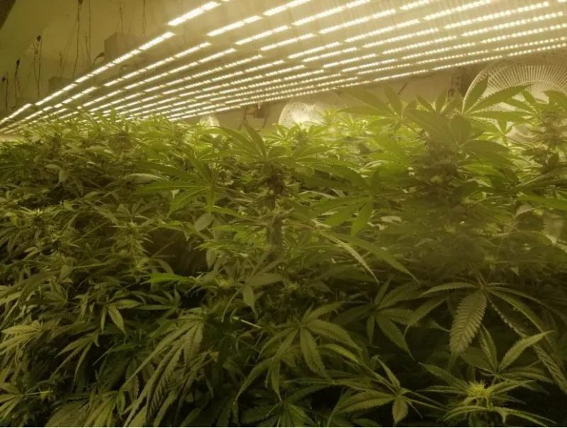 3 Years Warranty Samsung LED 561c 640watt 800watt Full Spectrum LED Grow Light for Meidical Plant Grow