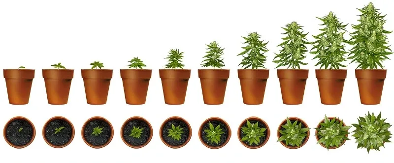 30W Full Spectrum LED Grow Work Light for Greenhouse to Supplement Lighting