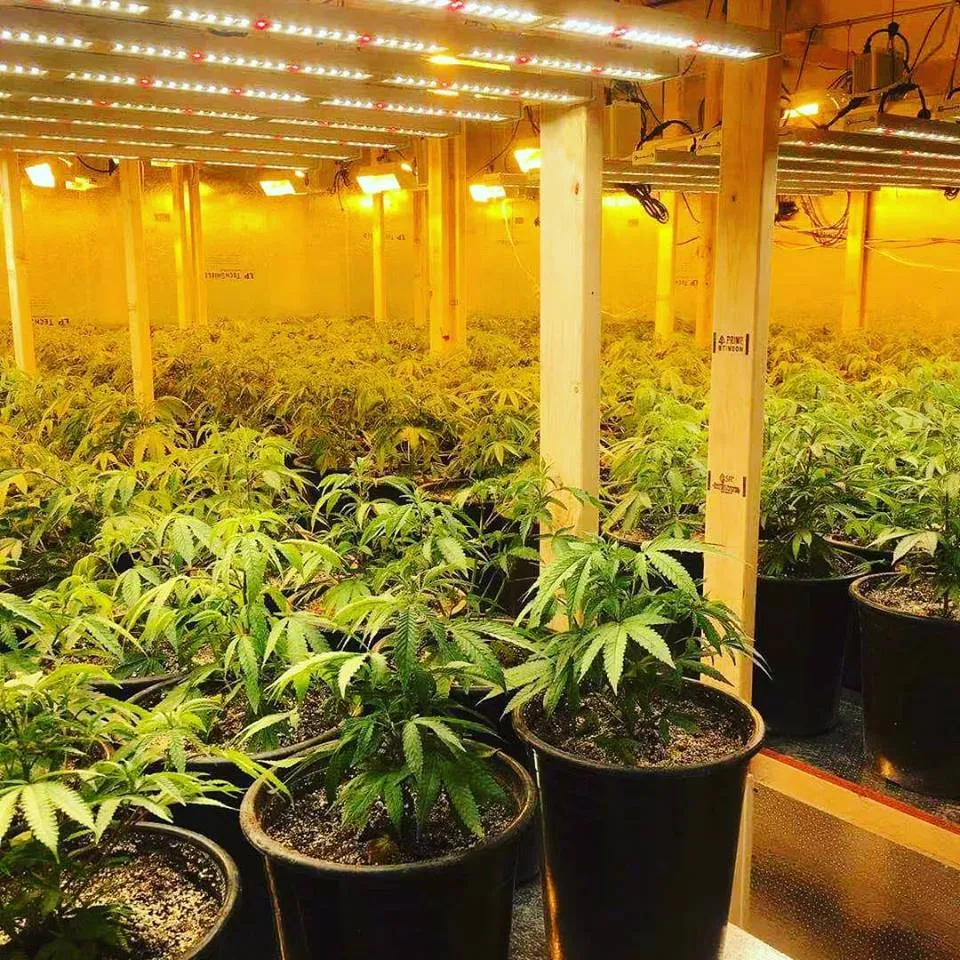 400W/600W/800W/1000W LED Full Spectrum Grow Work Light for Greenhouse to Supplement Lighting Medical Plants Herb USA