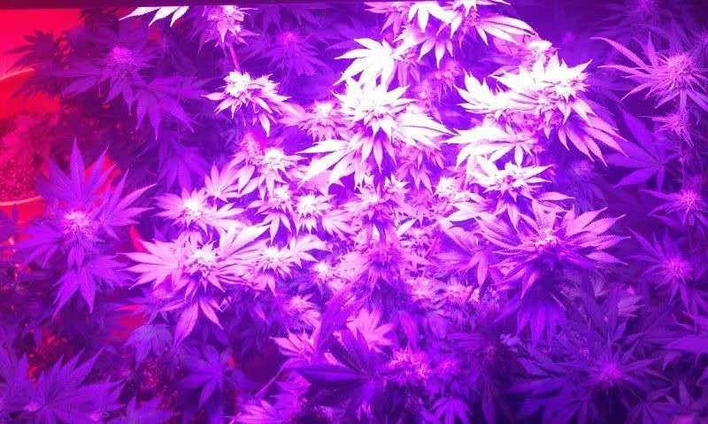 480W The New Design LED Grow Lights