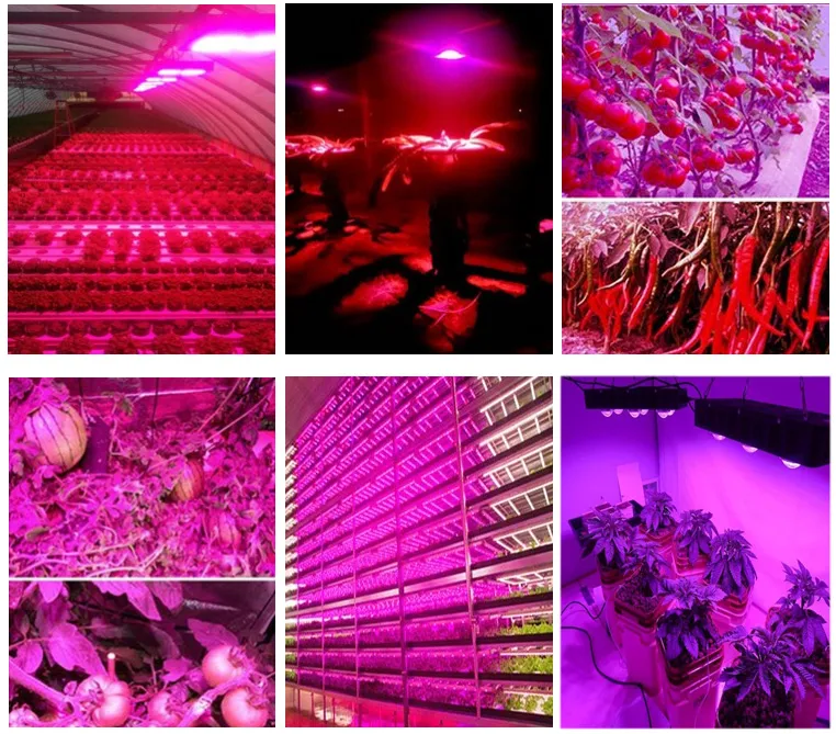 500W Factory Price LED Grow Light for Indoor Hydroponics