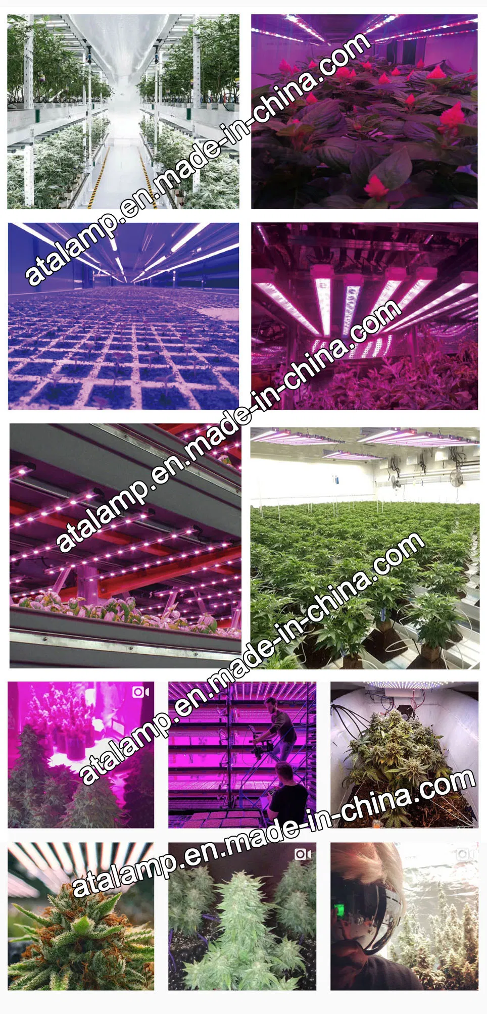 50W/75W/80W/100W/150W/300W/400W/450W/500W/600W/650W/700W/800W/900W/1000W/1200W/1500W Full Spectrum LED Plant Grow Light