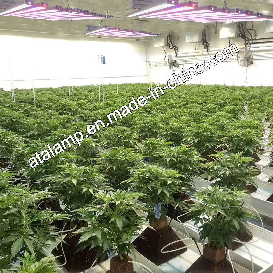 50W/75W/80W/100W/150W/300W/400W/450W/500W/600W/650W/700W/800W/900W/1000W/1200W/1500W Full Spectrum LED Plant Grow Light