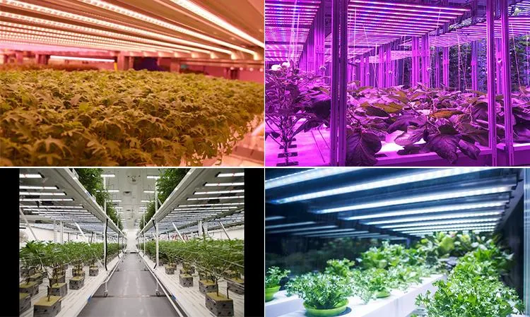 600W Grow Light LED Indoor Plants Veg and Flower Full Spectrum LED Grow Lights