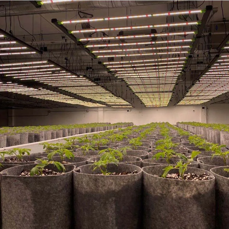 600W LED Growing Lights for Indoor Plants with Full Spectrum White
