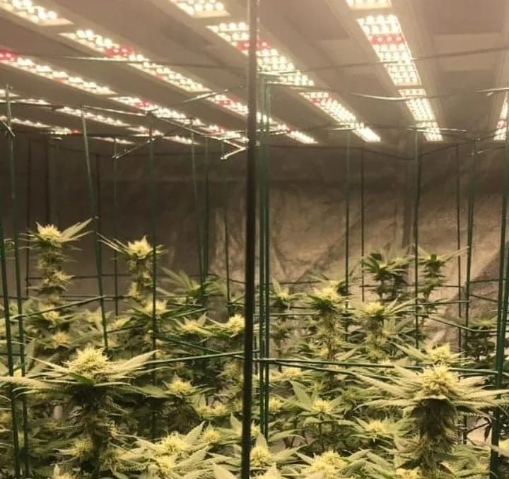 80W LED PAR Full Spectrum Grow Work Light for Home Grower Tent to Supplement Lighting