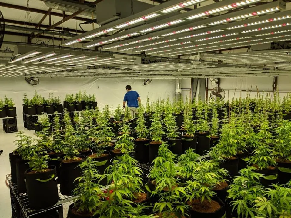 80W LED PAR Full Spectrum Grow Work Light for Home Grower Tent to Supplement Lighting
