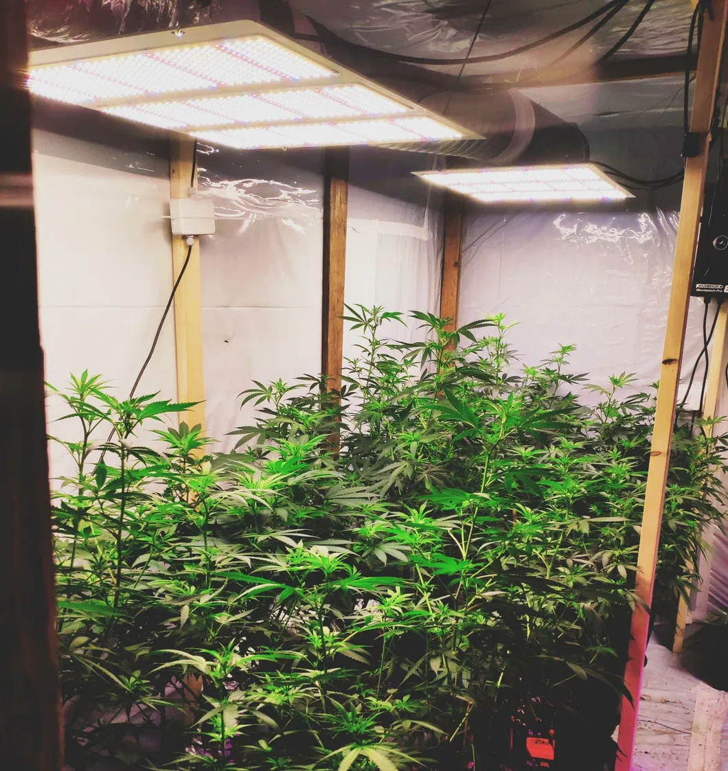 Best Selling Full Spectrum 240W 480W 640W Quantum Board LED Grow Light