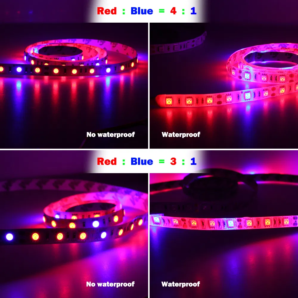 DC12V Full Spectrum 5m 5050 Growing LED Strip for Greenhouse Hydroponic