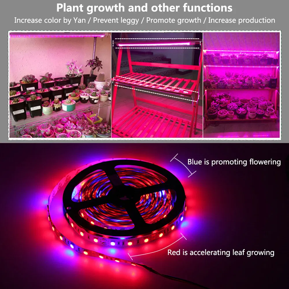 DC12V Full Spectrum 5m 5050 Growing LED Strip for Greenhouse Hydroponic