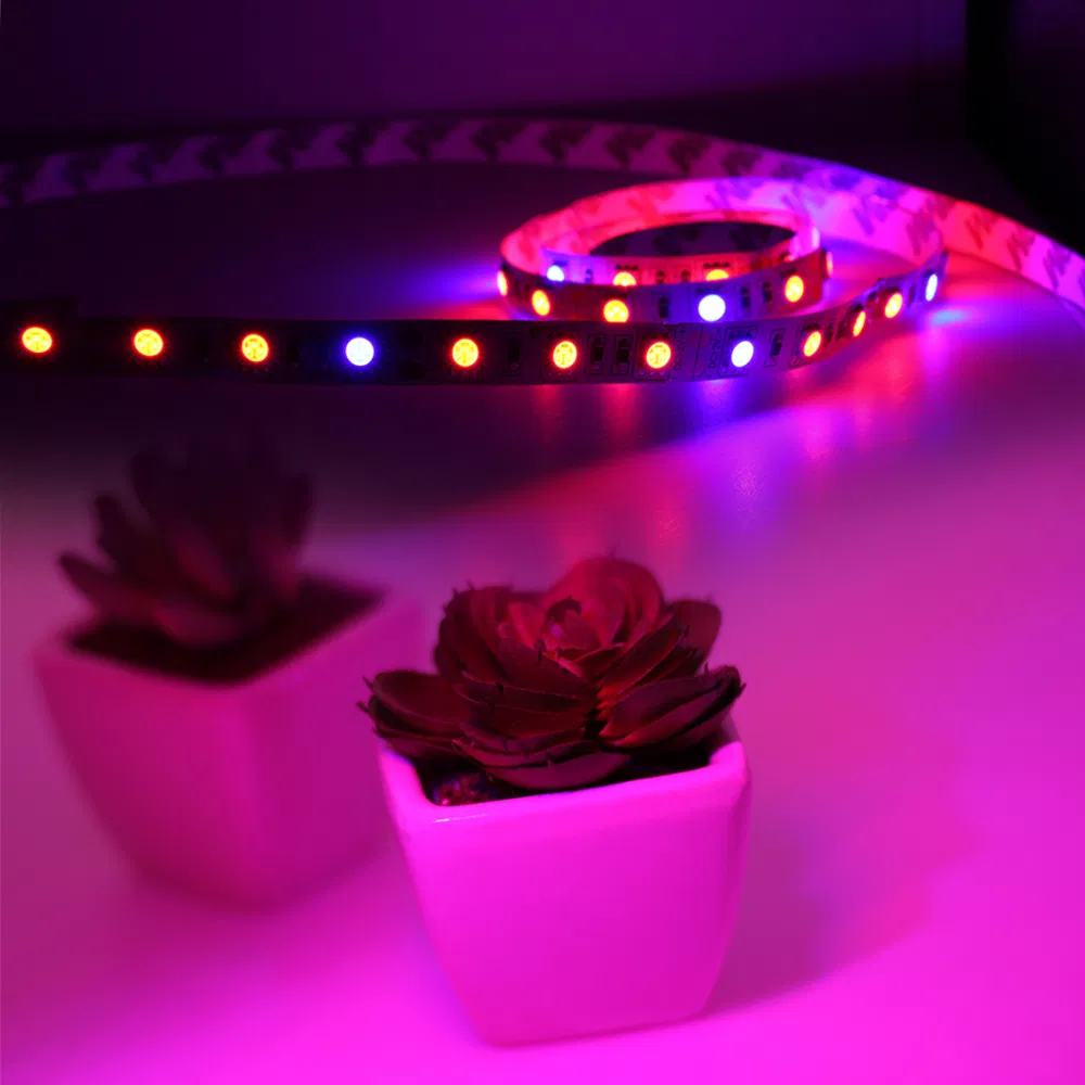 DC12V Full Spectrum 5m 5050 Growing LED Strip for Greenhouse Hydroponic