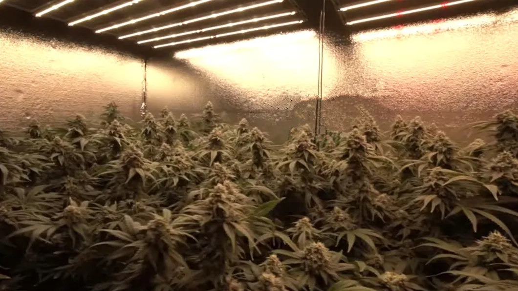 Dlc ETL Certified 5-Year Warranty Commercial Dimmable Greenhouse 660W Full Spectrum Samsung Osr LED Grow Light