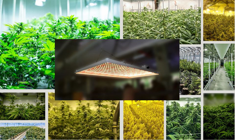 ETL and CE Certified Professional Full Spectrum LED Indoor Plant Lights 240W Dimmable LED Sunlight Grow Lamp Dimmable