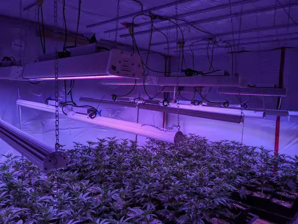 Factory Price Linear Design LED Grow Lights Bar 185W 150W