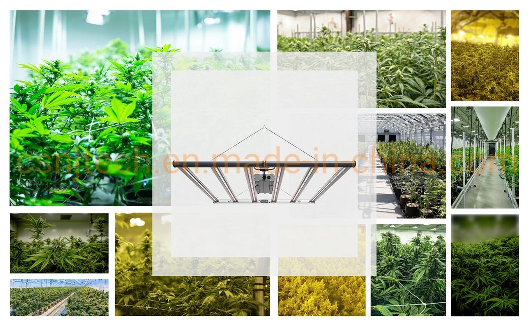 Fluence Spydr New Designing Full Spectrum LED Grow Panel (800W) for Indoors Growing Daisy Chain