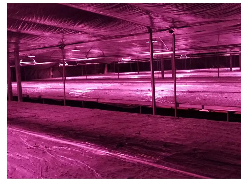 Full Spectrum Horticulture Plant Lights for Indoor Plants, 600W Medical Plant Commercial LED Grow Light Bar