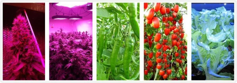 Gip Professional Agricultural Light 600W LED Grow Light