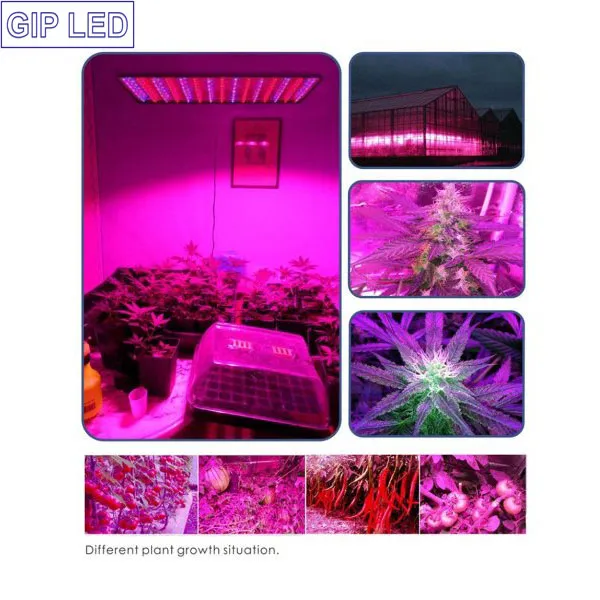Gip Red Blue 45W LED Grow Lights for Garden Greenhouse