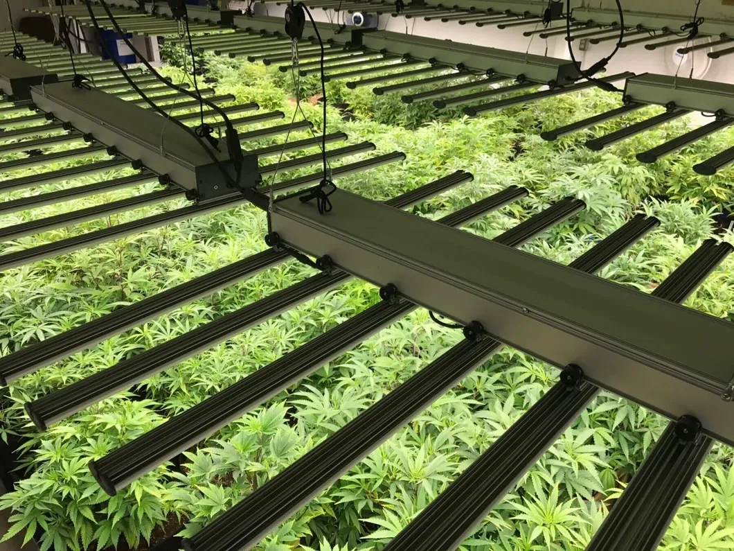 Greenhouse Dimmable Osr Dlc Ce ETL Certified High Efficacy 645W Full Spectrum LED Grow Lights Ba