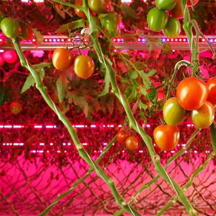 Greenpower Red Blue Bar Linear Strip Interlighting 100W LED Grow Light