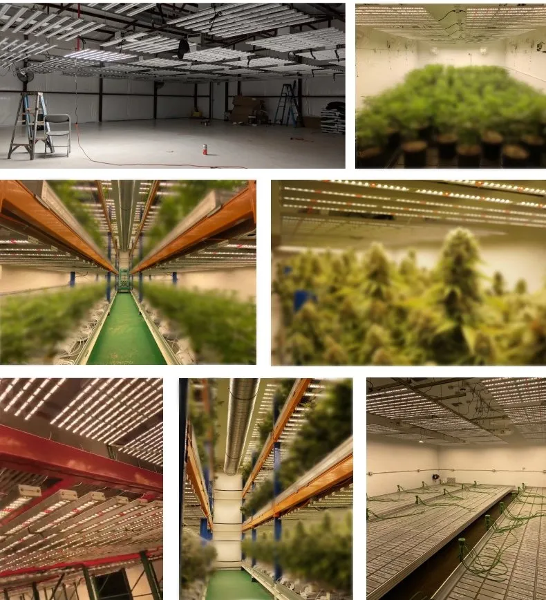 High Efficacy Linkable Design IP65 Greenhouse Vertical Farm Lm301b 640W LED Grow Light