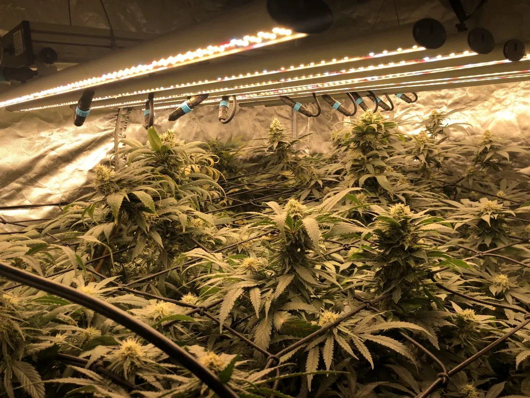 Hydroponic Plants Veg and Flower 640W Full Spectrum Dimmable LED Plant Grow Light