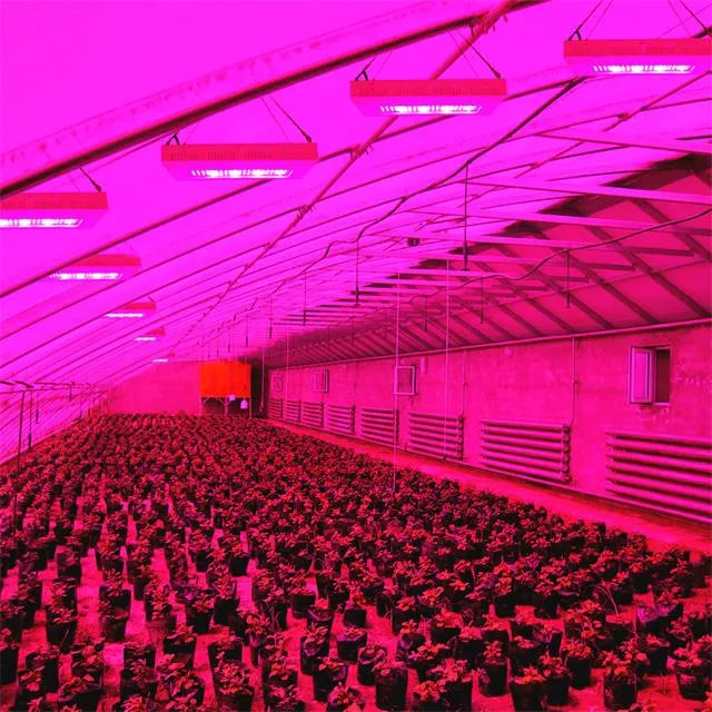 Indoor Hydroponic UV IR 1000W CMH 800W COB Lm301h Lm301b LED Grow Light Full Spectrum
