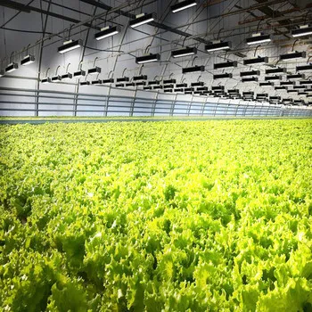 Indoor Vertical Farm Samsung Lm301b AMD Orsam Red LEDs 300watt Full Spectrum LED Grow Light