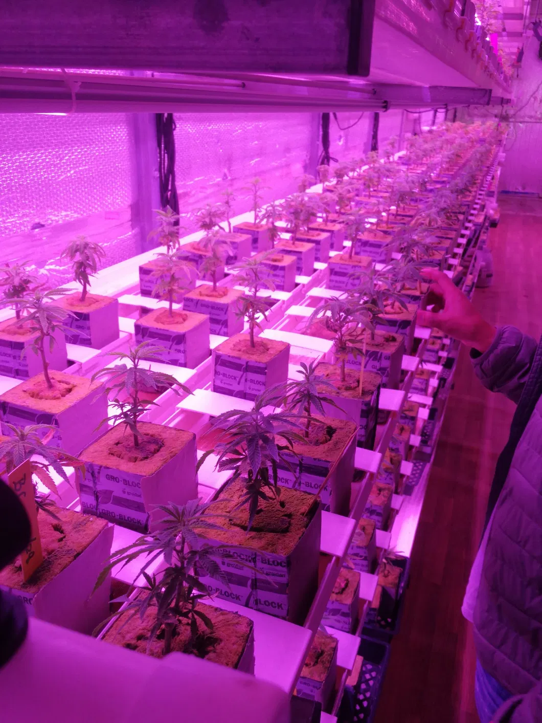 LED Grow Light Full Spectrum High Ppfd Dimmable Indoor Greenhouse Plants Vertical Farming Microgreen