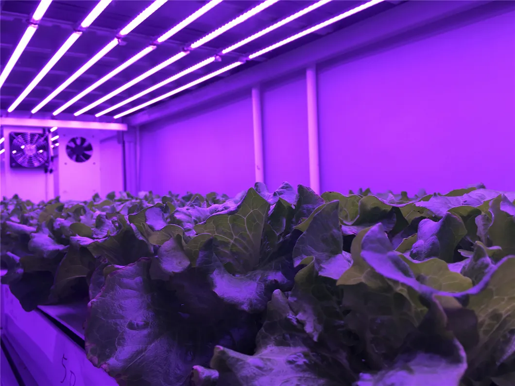 LED Grow Light Full Spectrum High Ppfd Dimmable Indoor Greenhouse Plants Vertical Farming Microgreen