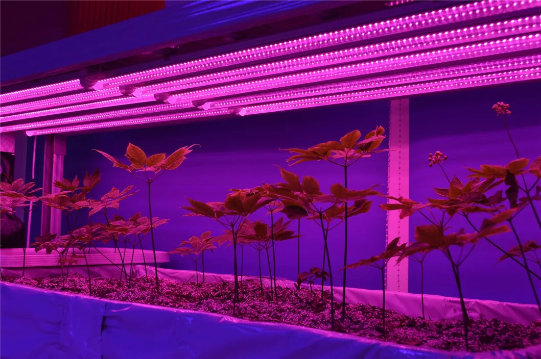 LED Grow Light Full Spectrum High Ppfd Dimmable Indoor Greenhouse Plants Vertical Farming Microgreen