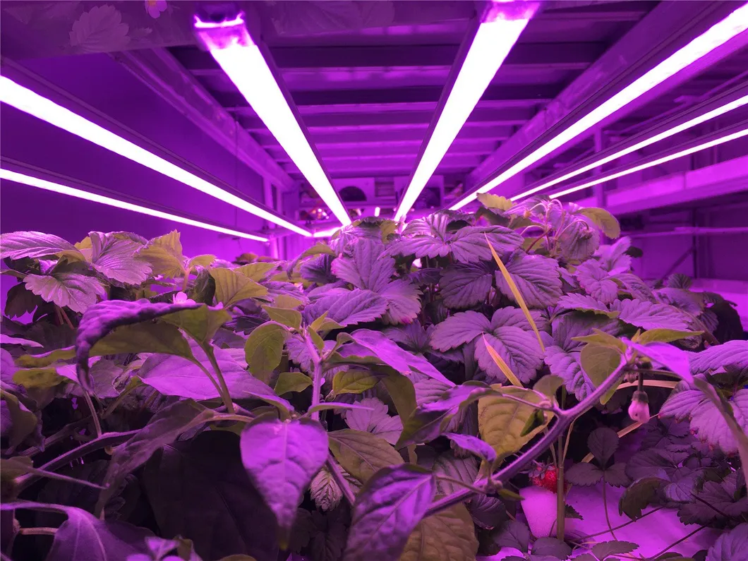 LED Grow Light Full Spectrum High Ppfd Dimmable Indoor Greenhouse Plants Vertical Farming Microgreen