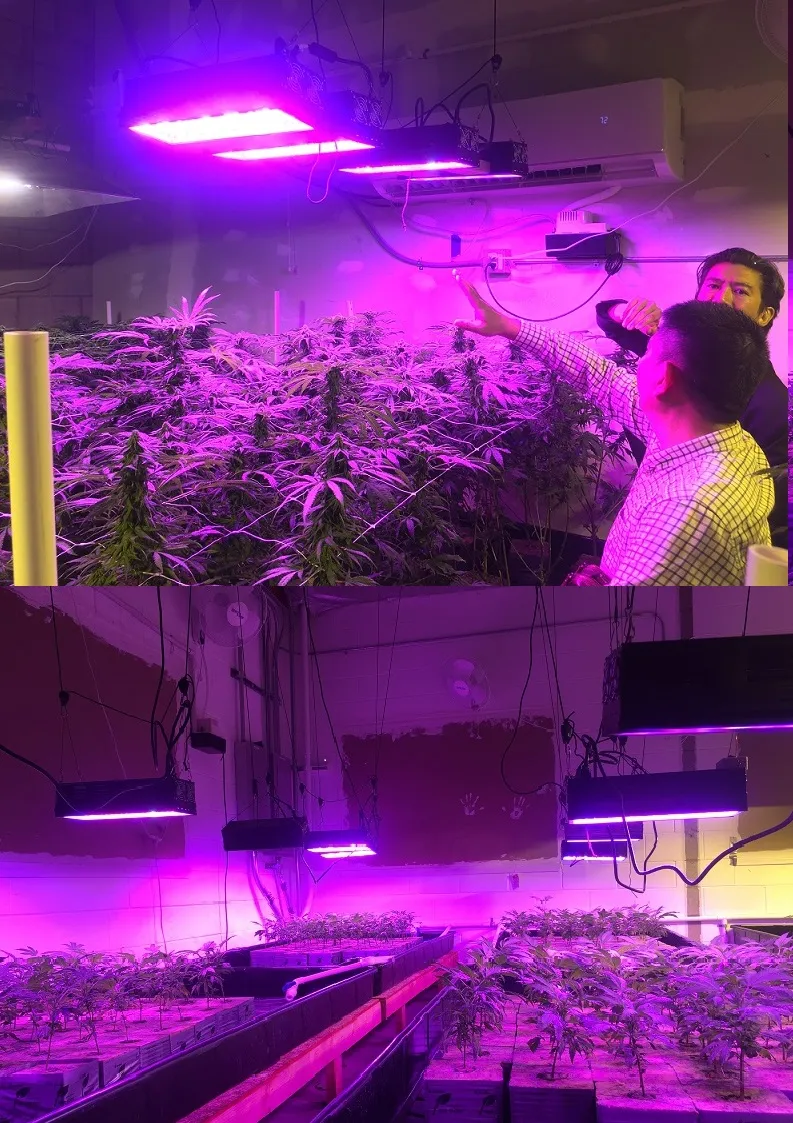 LED Grow Light Taotronics Greenhouse Plant Cultivation
