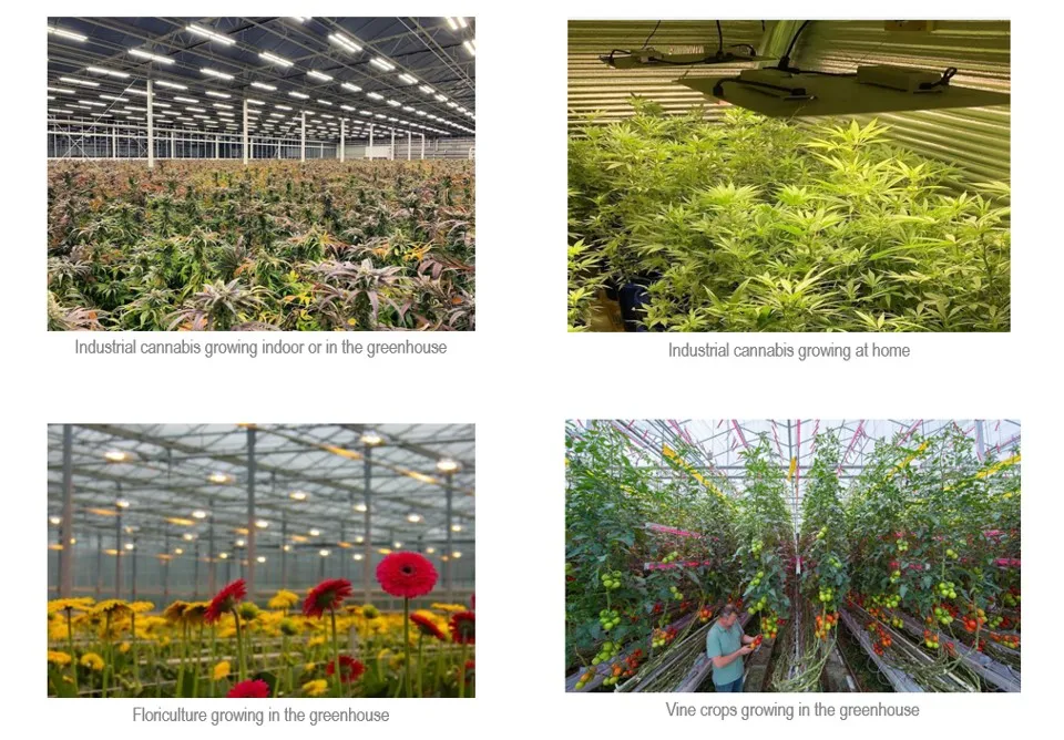 New Designing Full Spectrum 480W 640W 720W 800W 1000W LED Plant Grow Lights for Indoors Plants