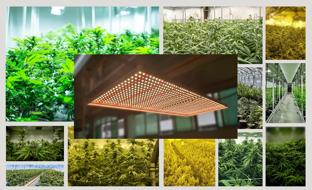 New Designing Full Spectrum Quantum Board LED Grow Light for Medical Plants Growing