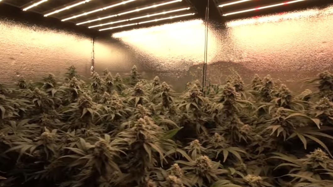 Newest Hortibloom Mega Plus Full Spectrum Commercial Horticulture 660W LED Grow Light Bar Hot Sale Products