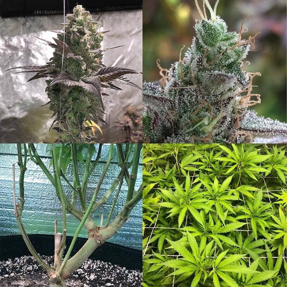 Samsung 561c with White Ray LED Grow Light for Home Grower Tent to Supplement Lighting 120W