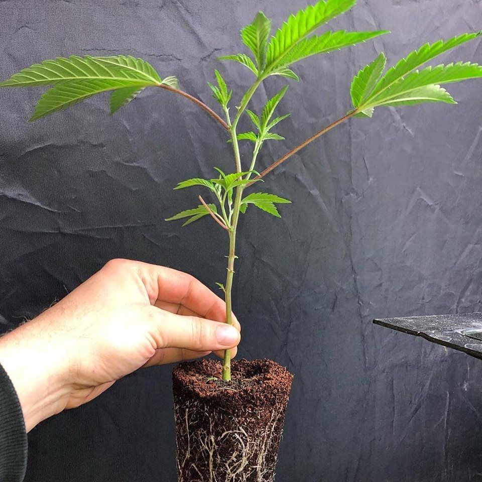 Samsung 561c with White Ray LED Grow Light for Home Grower Tent to Supplement Lighting 120W