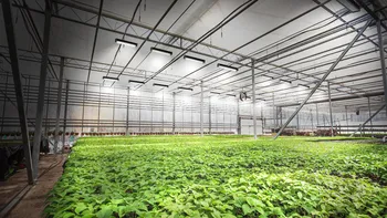 Shenzhen Factory 300W Full Spectrum Hydroponic LED Grow Light for Indoor Plants