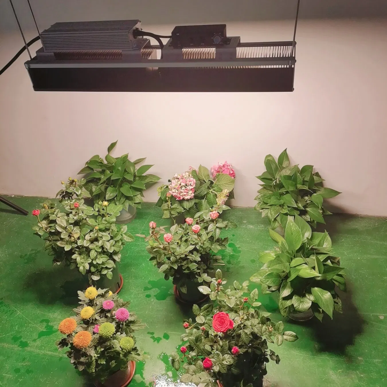 Shenzhen Factory 5 Years Warranty Smart Dimmable 300W Full Spectrum LED Grow Light