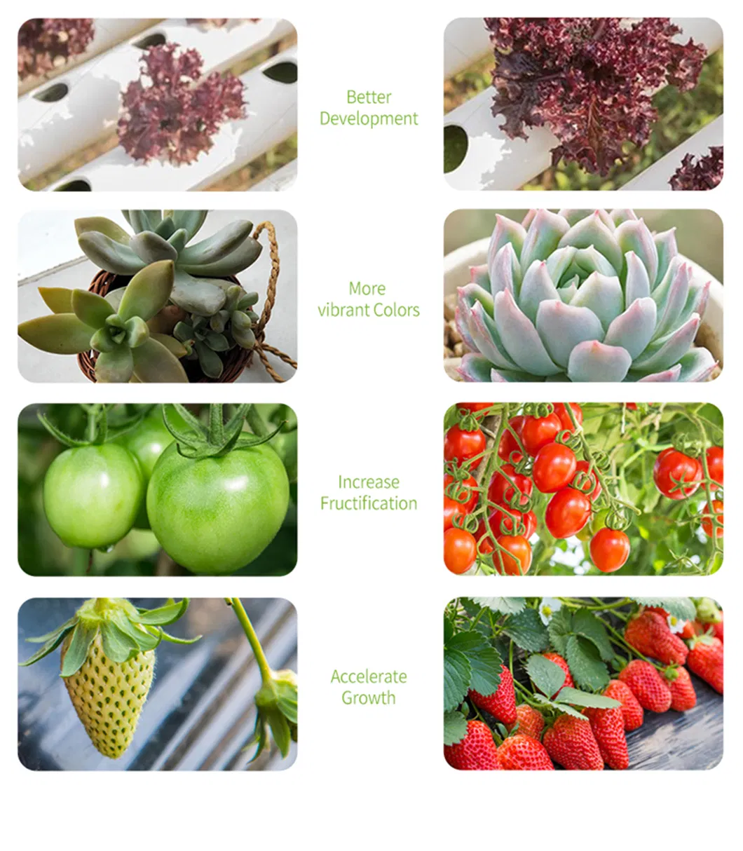 Spider Farmer Sf1000 Sf2000 Sf4000 LED Grow Lights LED with UV IR Switch Stock Available in USA UK Ca Rus Warehouse