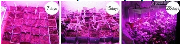 Vegetable Plant LED Grow Light 400W with ETL Approval