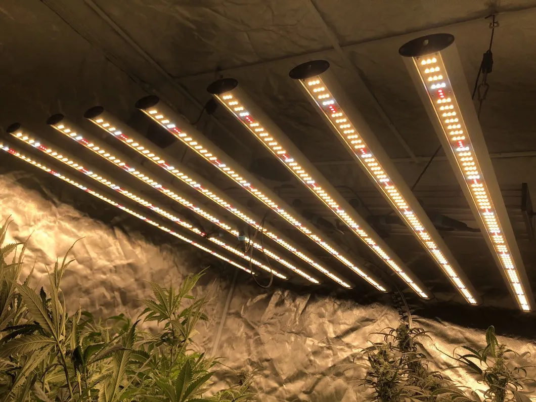 Waterproof Samsung Bar Full Spectrum 640 Watt LED Grow Light for Greenhouse Planting
