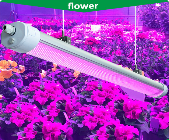 Wholesale Distributor 150W IP65 LED Grow Light , LED Tri Proof Light , LED Light Lamp, LED Light Bar