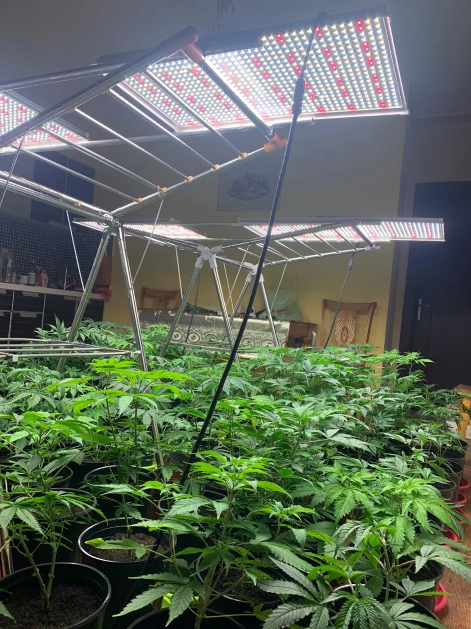 Wholesales Priced New Design Competitive Photon Board P120 120W LED Grow Light Panel for Indoors Growing