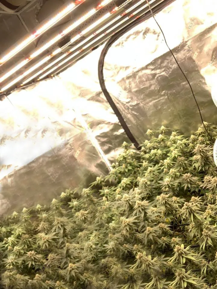 WiFi Dimmable Spider High Power 800W 1000 Watt Full Spectrum LED Grow Lamps for Medical Plants